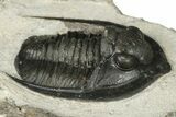 Proetid (Diademaproetus) Trilobite - Morocco #204299-2